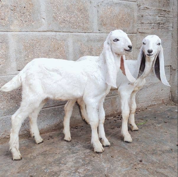 Pure Ablak Bakri with 2 kids 7