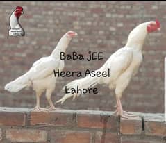 Heera