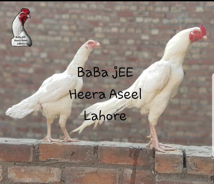 Heera Aseel 0