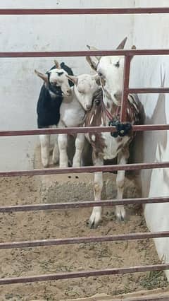 TEDDY BAKRI WITH 2 KIDS (FEMALE)