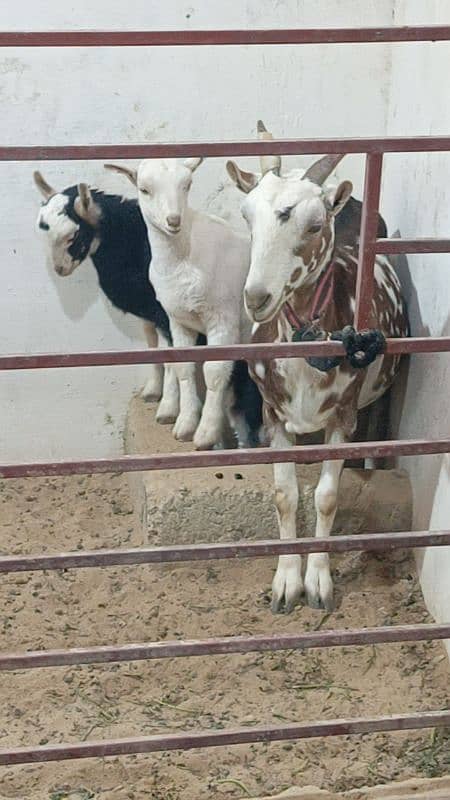 TEDDY BAKRI WITH 2 KIDS (FEMALE) 1