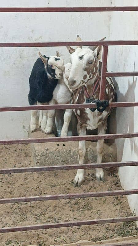 TEDDY BAKRI WITH 2 KIDS (FEMALE) 3