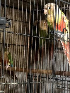 conure green