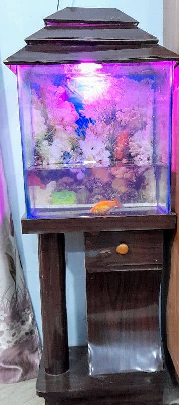 Fish aquarium with gold Fish 0