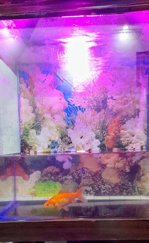 Fish aquarium with gold Fish 2