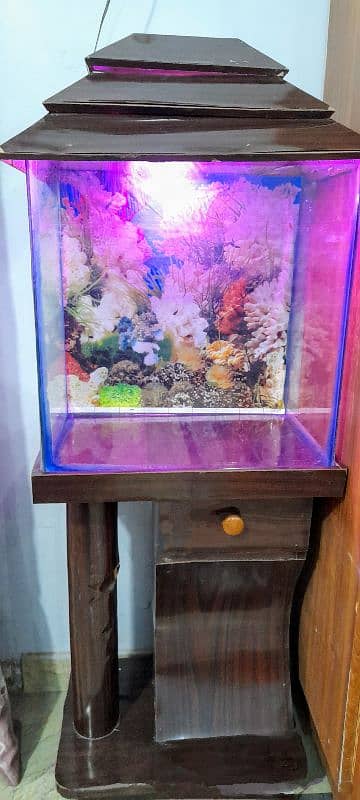 Fish aquarium with gold Fish 3