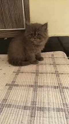 pure persian kitten.