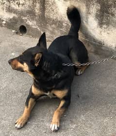 Australian kelpie female dog