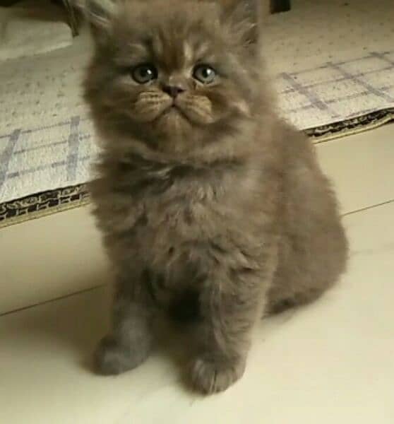 pure persian kitten. 1