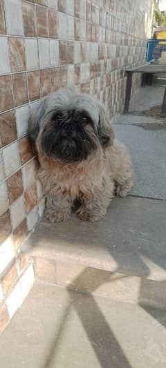 shihtzu female