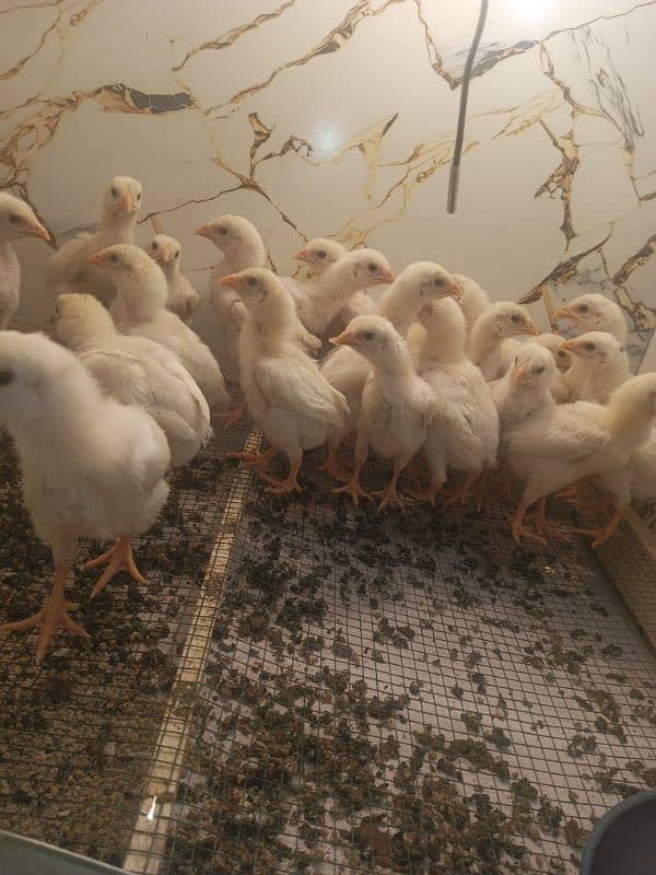 White o shamo chicks king size  avaliable and pure thi pakoya female 5