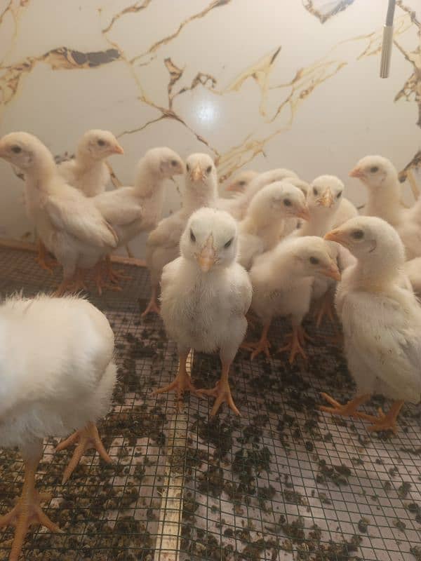 White o shamo chicks king size  avaliable and pure thi pakoya female 6