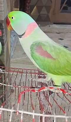 Raw talking parrot ghr kaa pala huwa ha active healthy