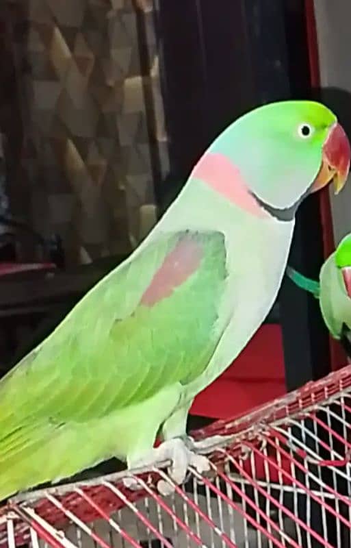 Raw talking parrot ghr kaa pala huwa ha active healthy 1