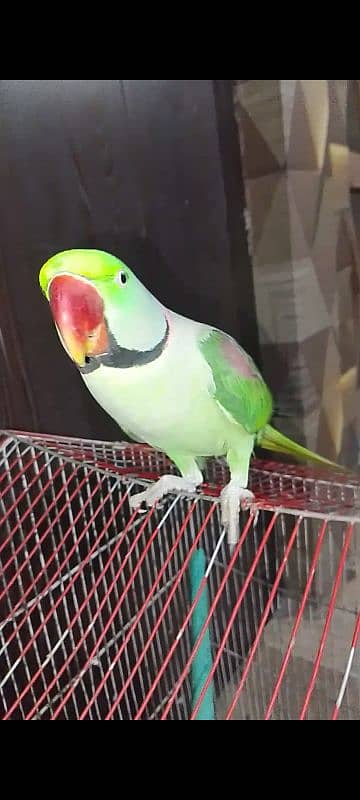 Raw talking parrot ghr kaa pala huwa ha active healthy 2