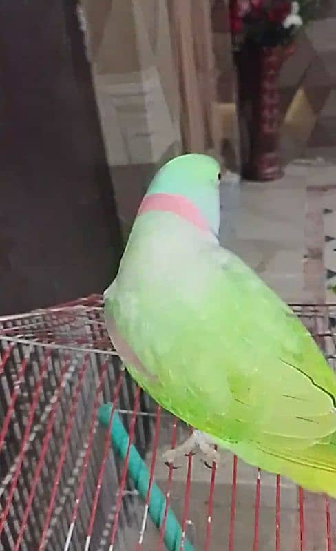 Raw talking parrot ghr kaa pala huwa ha active healthy 3