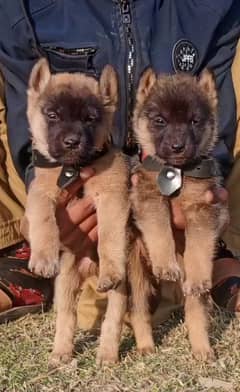 Belgium business dog full security guard pair age 45 days for sale