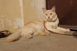 Turkish Angora Male