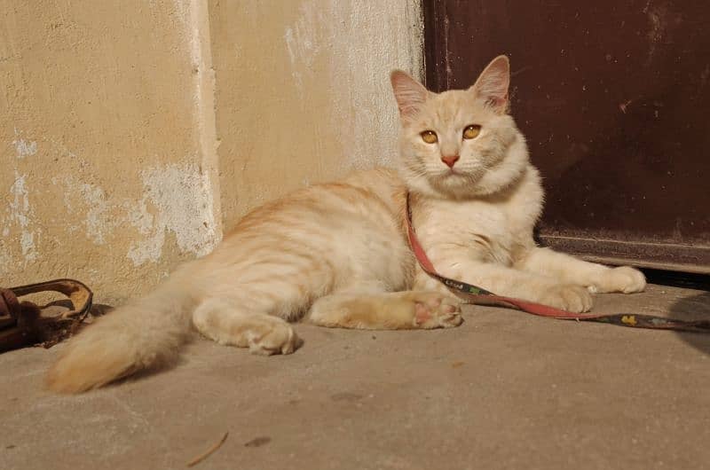 Turkish Angora Male 0