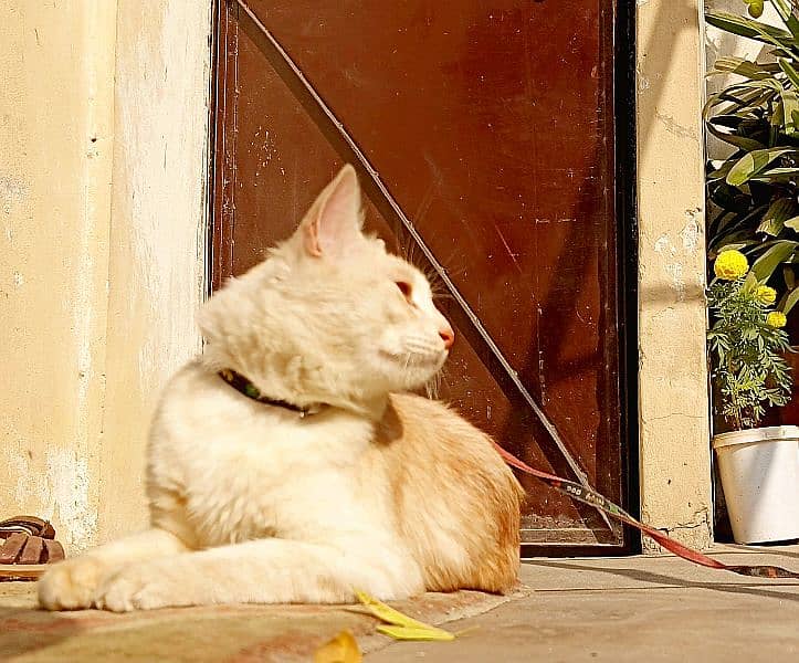 Turkish Angora Male 1