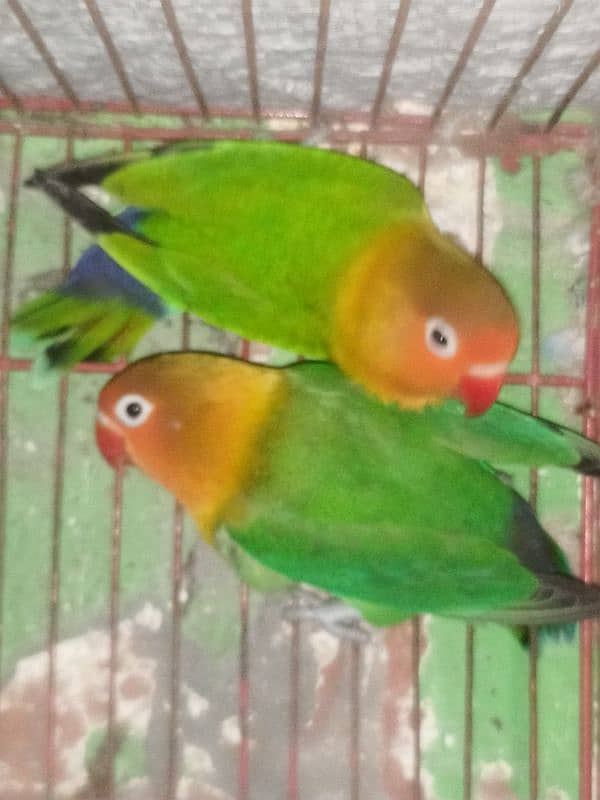 breeder pair 1