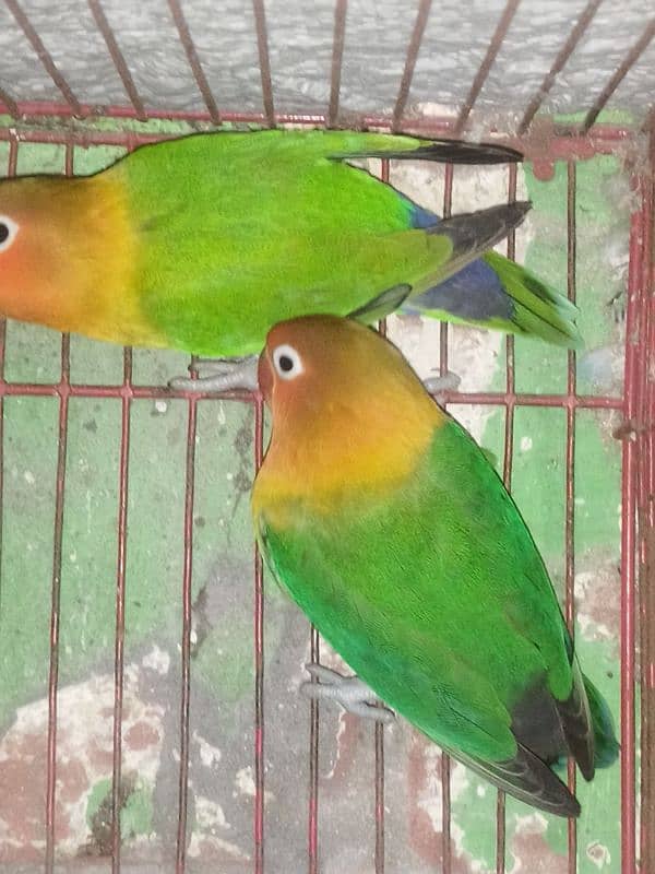 breeder pair 2