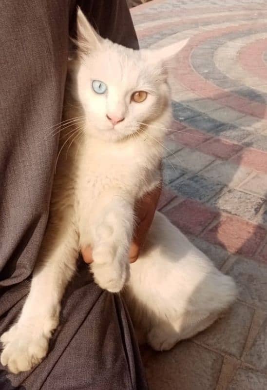 Male persian 0