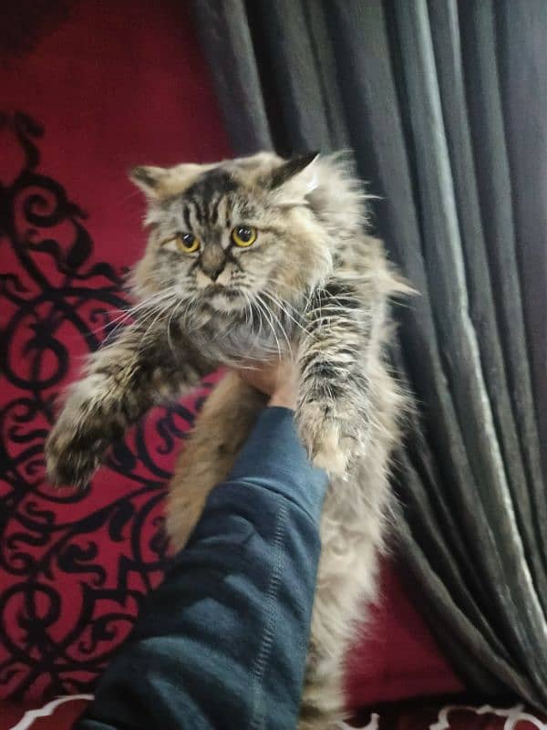 11 months 4 colours triple coat playing persian cat price nigosihable 4