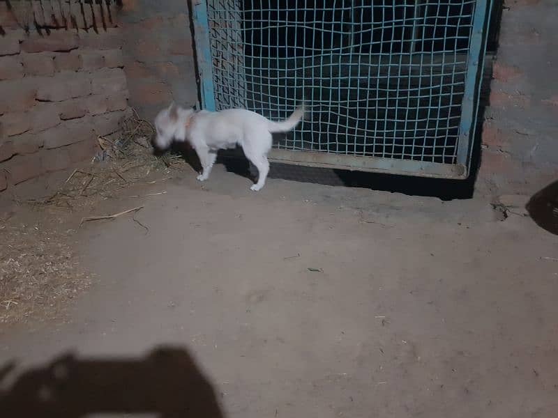 rusi dog for sale WhatsApp number 03064047425 0