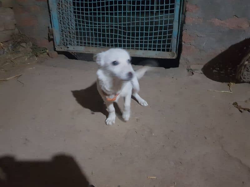 rusi dog for sale WhatsApp number 03064047425 2