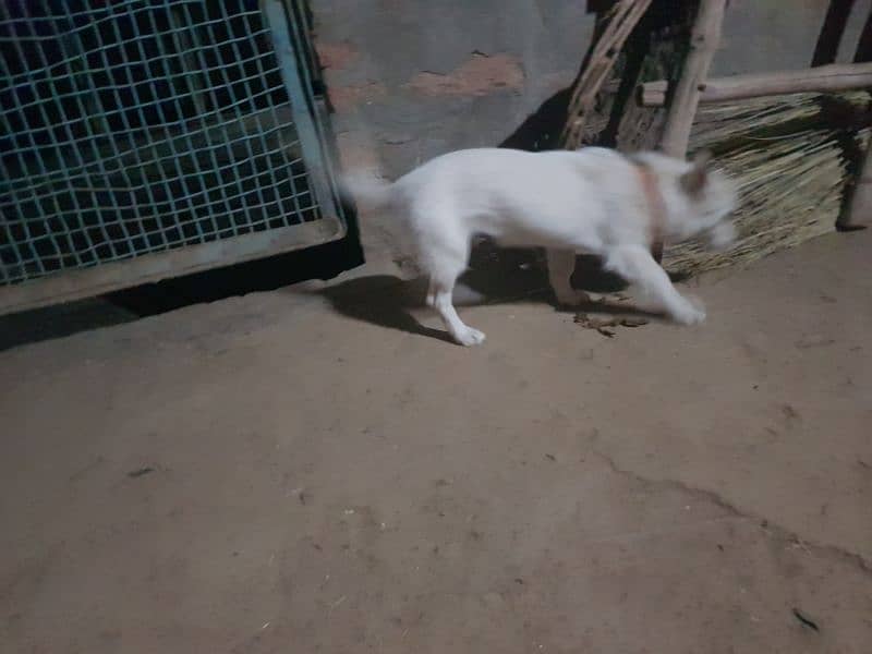 rusi dog for sale WhatsApp number 03064047425 3