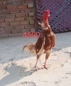 Desi or Aseel hens andy dy rhi hen