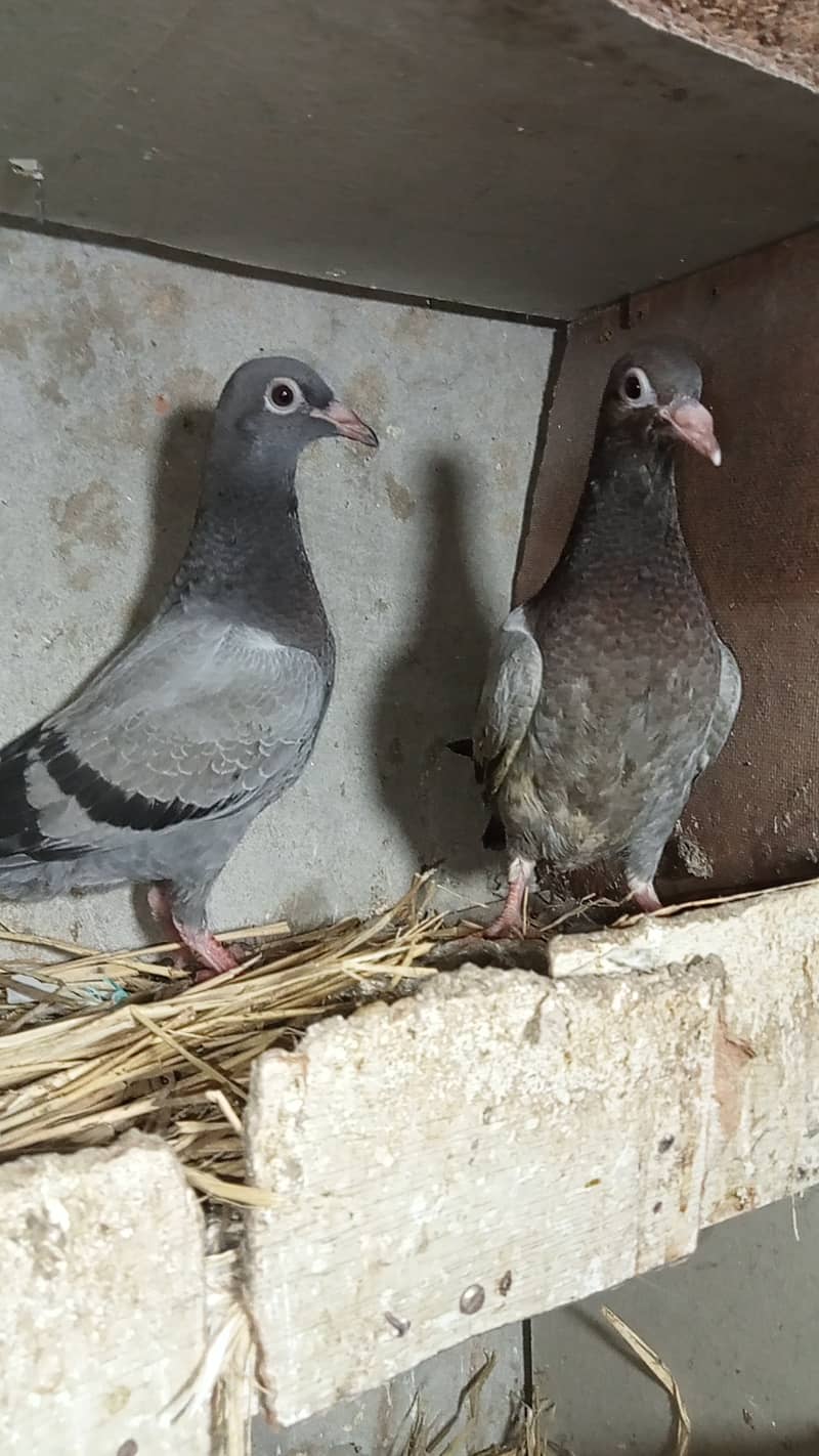 Gola pigeon 0