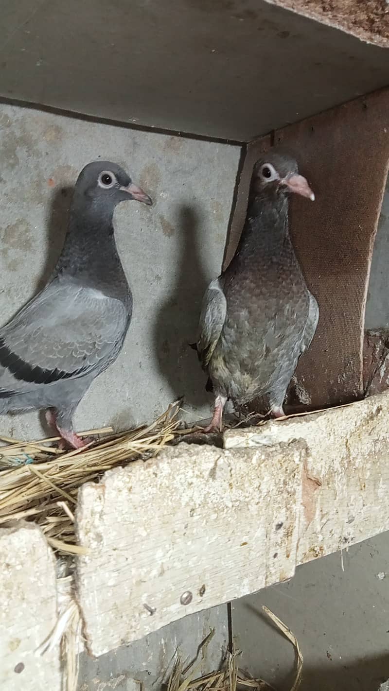 Gola pigeon 1