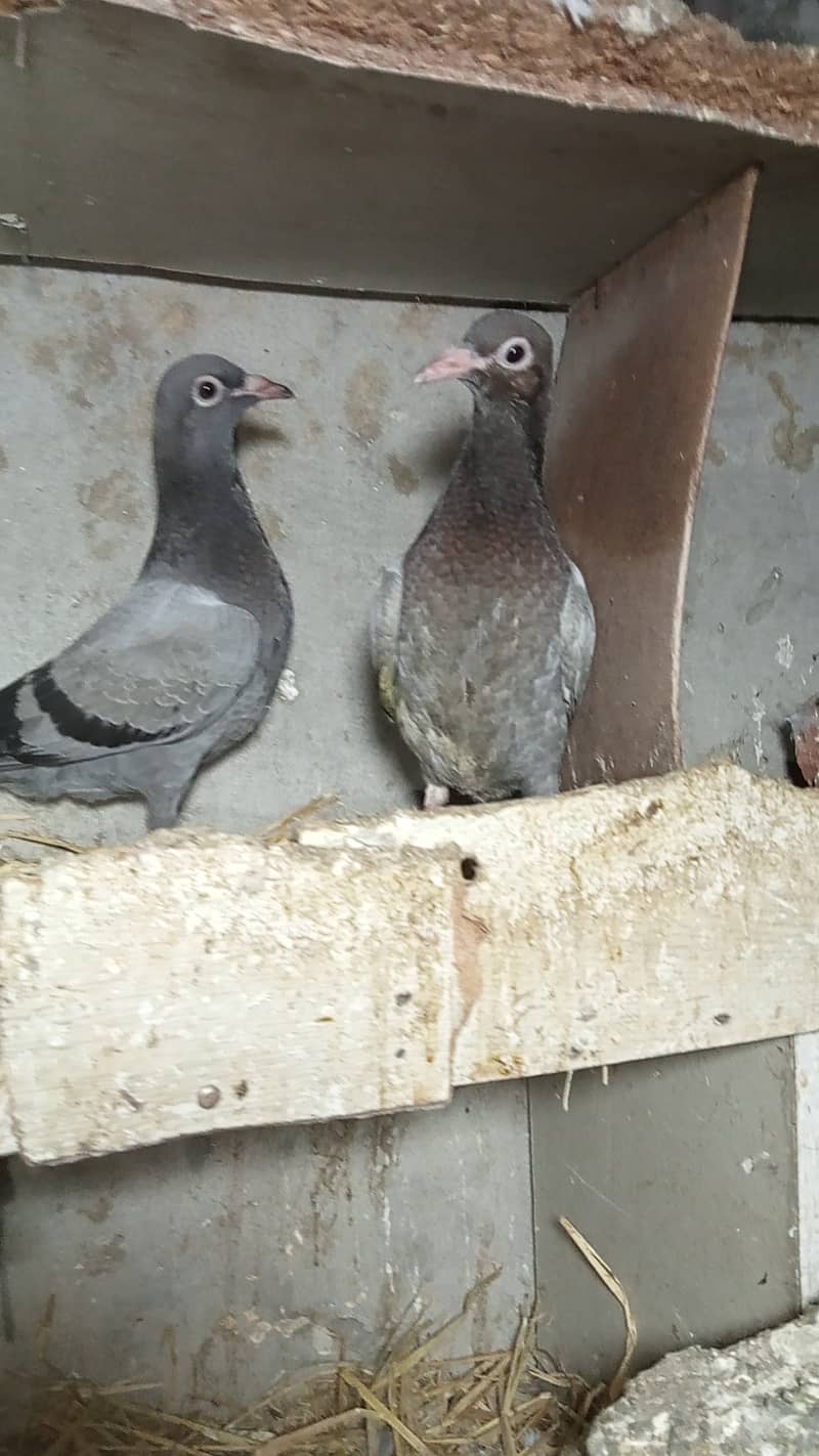 Gola pigeon 2