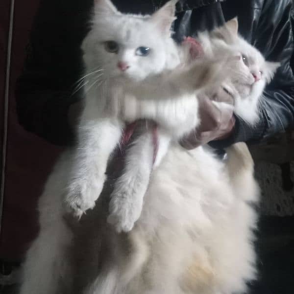 Persian cats 2