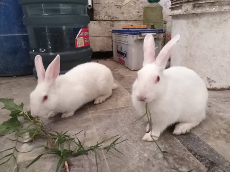 3 Young Red Eye Cute Rabbits for Sale - Rabbits - 1097431764