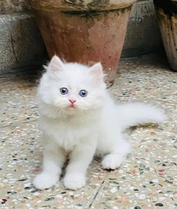 Persian cat 1