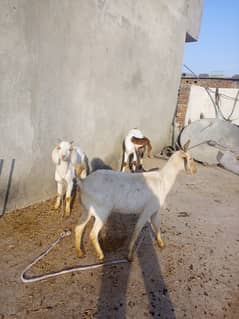 Teddy Or Desi Goats For Urgent Sale