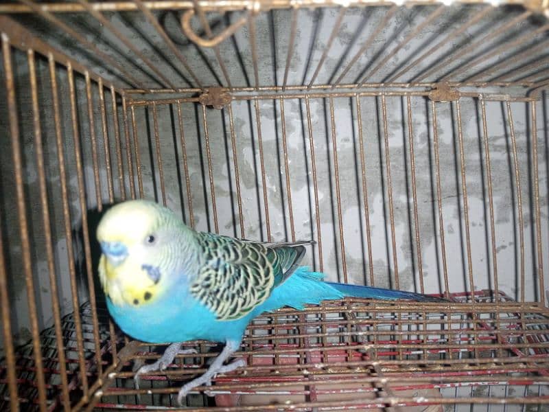 budgie 3