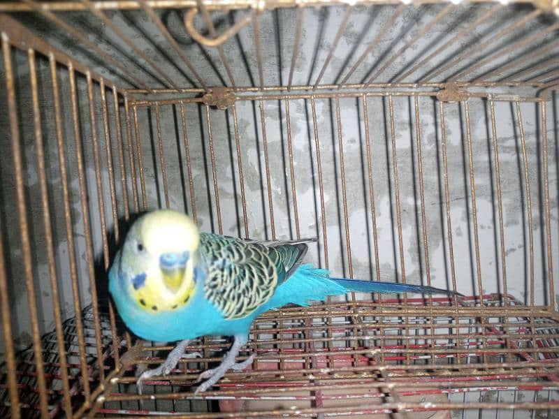 budgie 4