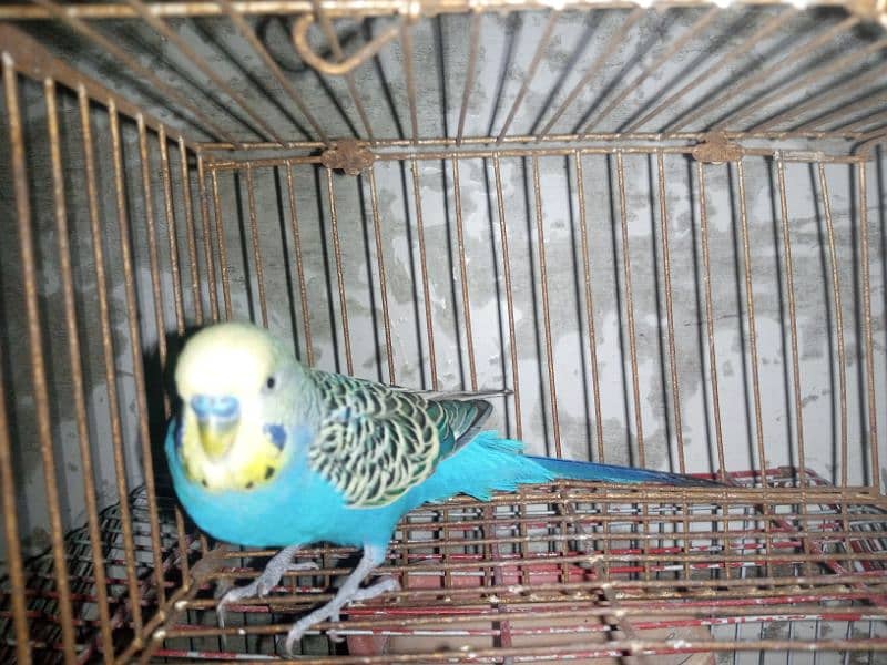 budgie 5