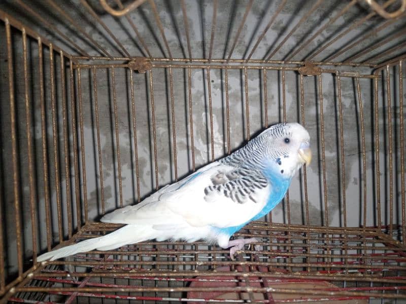 budgie 6