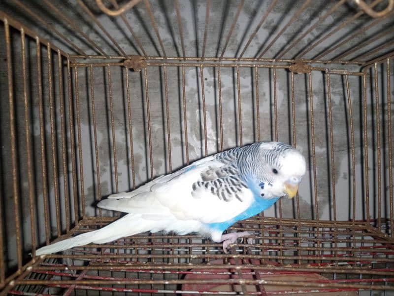 budgie 7