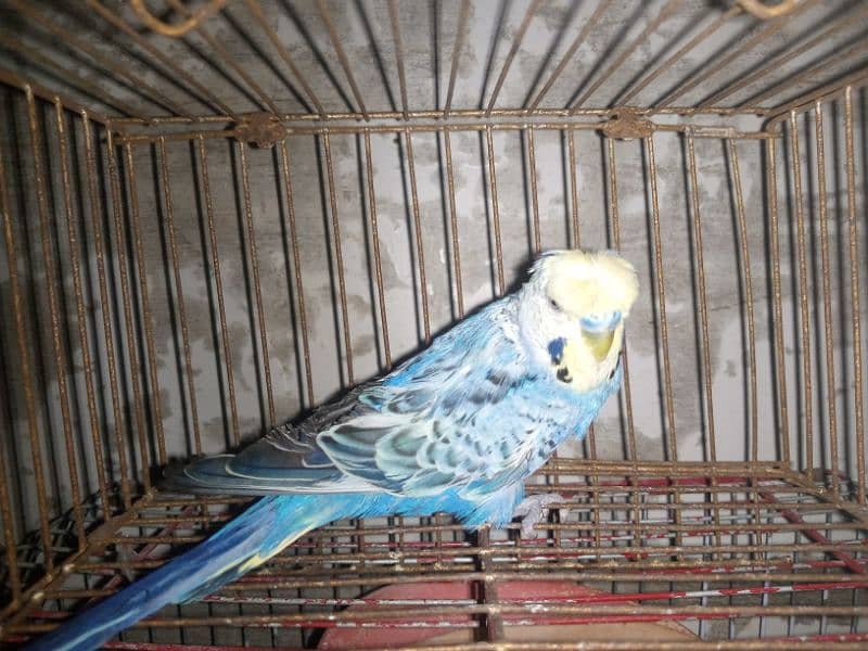 budgie 8