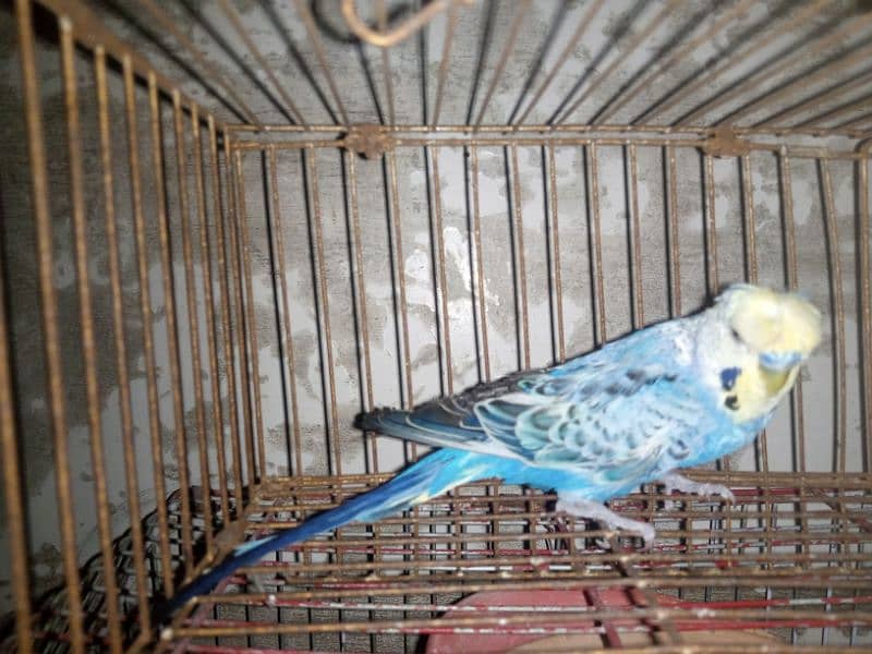 budgie 9