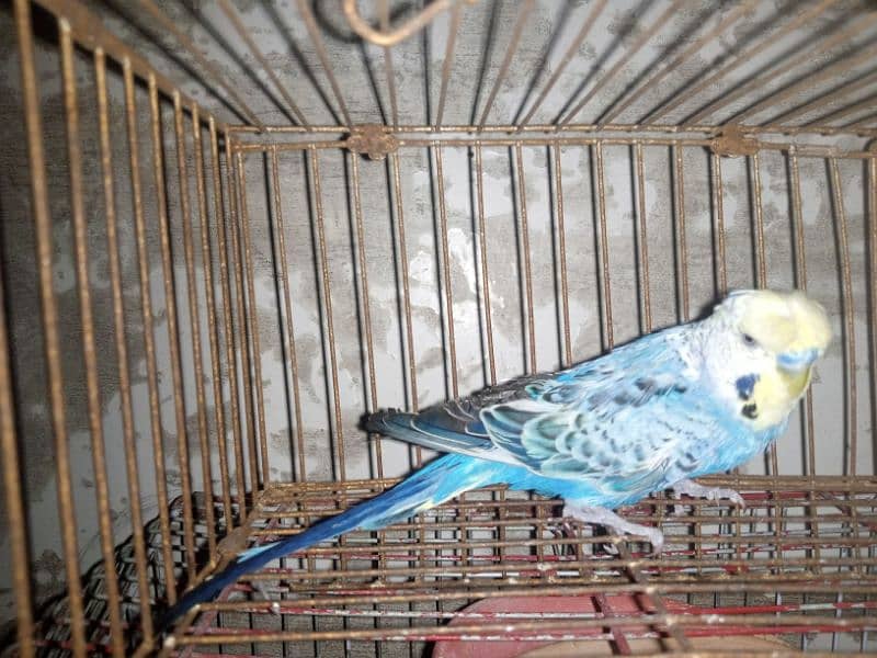 budgie 10