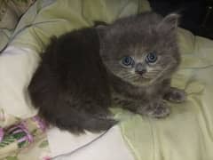 Persian kittens high quality breed