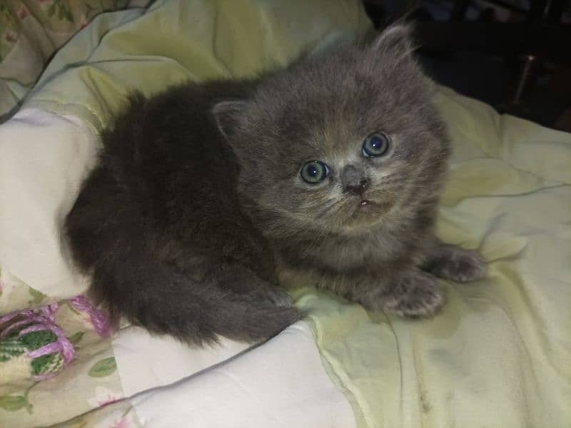 Persian kittens high quality breed 1