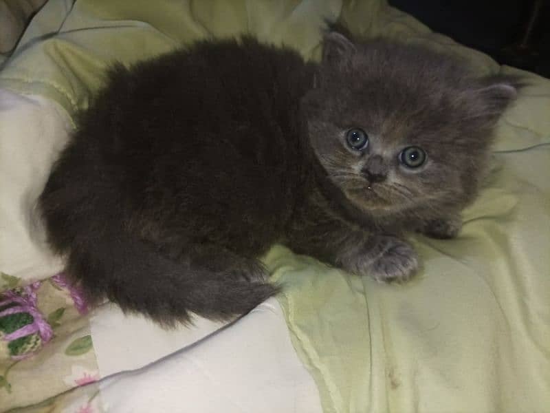 Persian kittens high quality breed 3